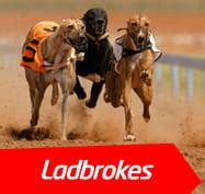 greyhound results the betting site
